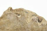 Xiphactinus Pre-Maxillary Bone - Terror Of The Cretaceous Seas! #208359-2